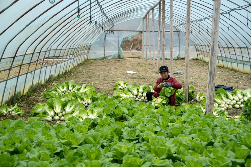 碧江區和平鄉產業振興。
