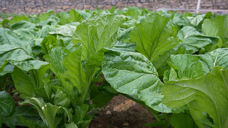 院民種的蔬菜(蘇暢莉 攝).jpg