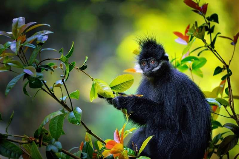 黑葉猴.jpg