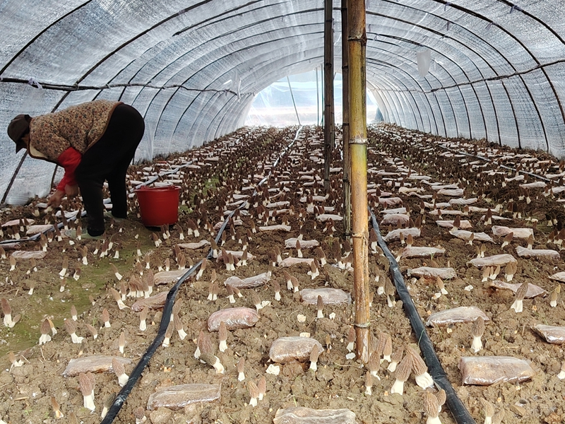 村民們正在采摘羊肚。