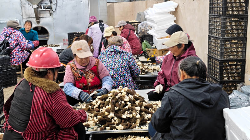 村民們正在分揀羊肚菌。