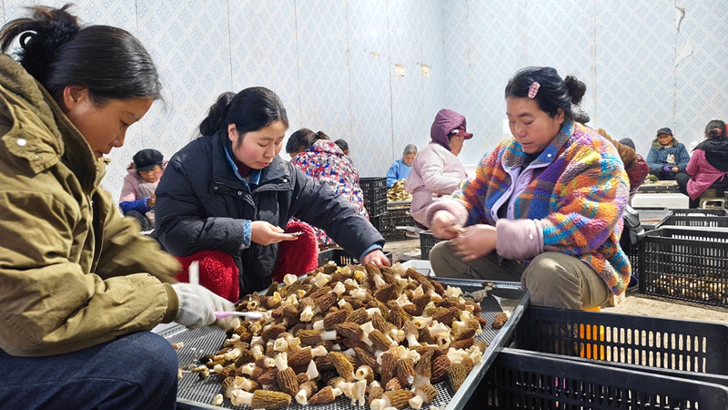 村民們正在分揀羊肚菌。