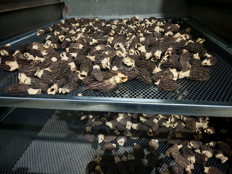 小小羊肚菌 撐開致富“傘”。