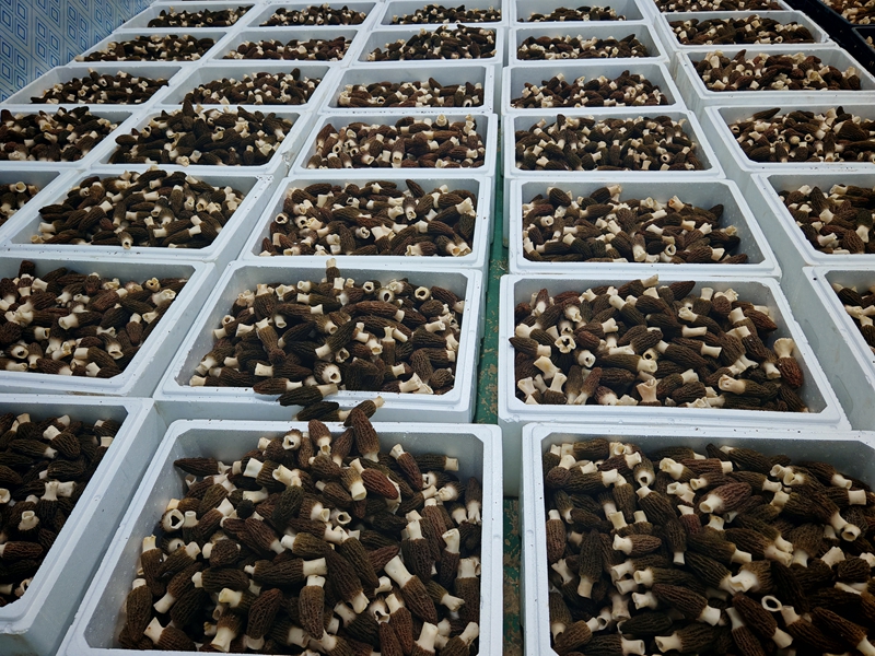 小小羊肚菌 撐開致富“傘”。