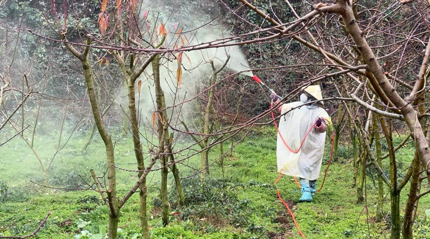 施秉縣甘溪鄉村民在給珍珠棗油桃果樹噴藥消毒。