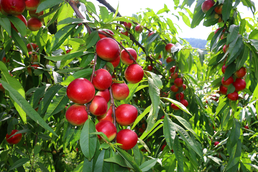 施秉縣甘溪鄉珍珠棗油桃掛滿枝頭。