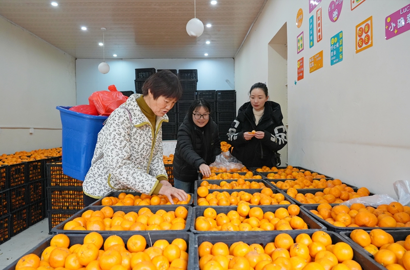 2026年1月28日，貴州省畢節市納雍縣樂治街上，消費者在選購椪柑。楊英攝
