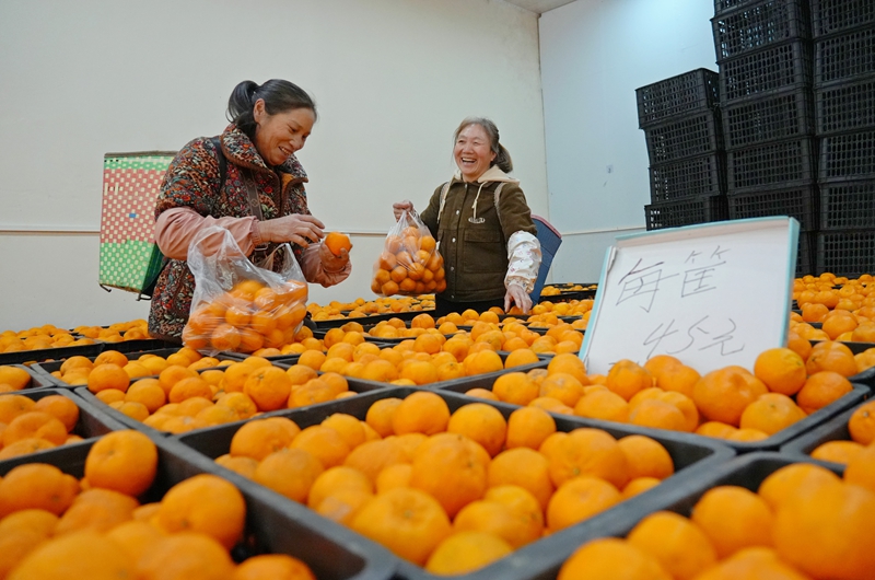 2026年1月28日，貴州省畢節(jié)市納雍縣樂治街上，消費(fèi)者在選購椪柑。楊英攝