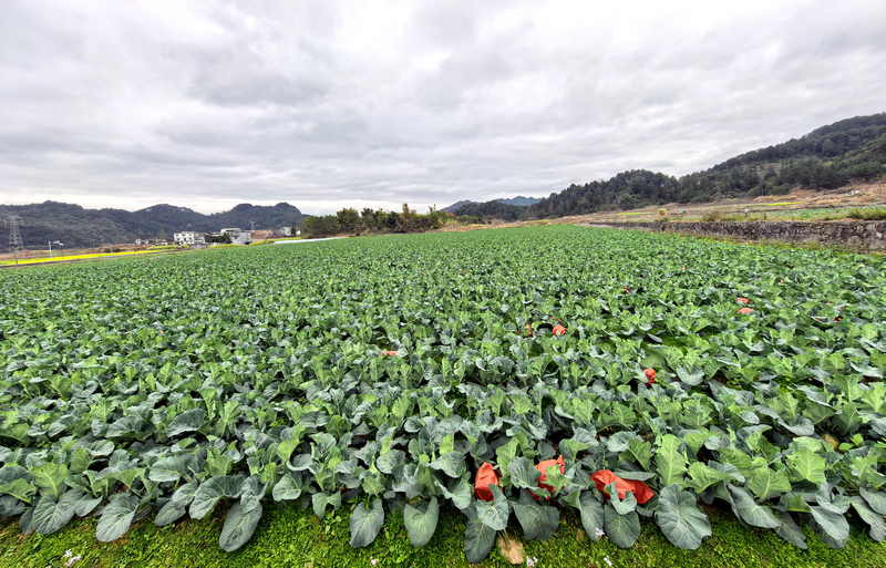 荔波縣坤地村種植壩區，連片的西蘭花田綠意盎然。