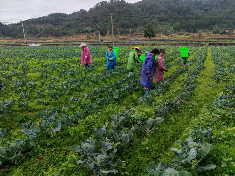 村民在田間采收西蘭花。