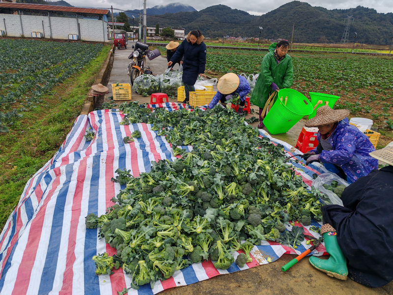 村民在分揀西蘭花。