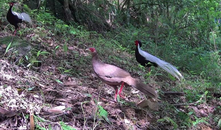 貴州羅甸首次發現國家一級保護動物黑頸長尾雉