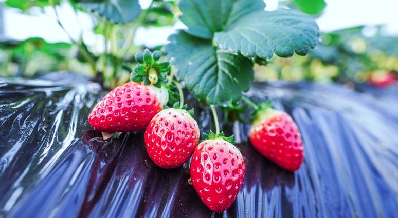 貴州沿河：甜蜜產業助農增收 激活鄉村振興新引擎