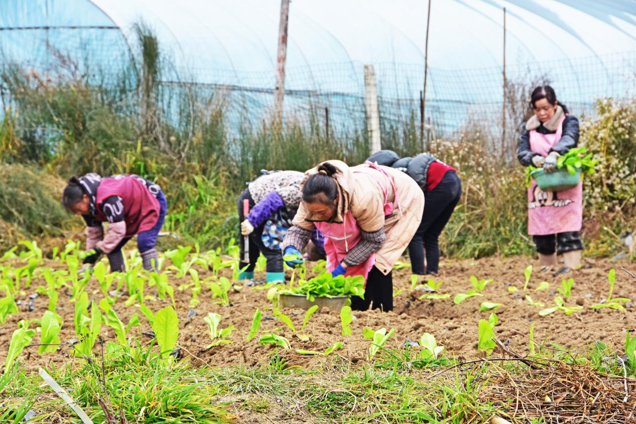 “冬閑”變“冬忙” 人勤產業旺。