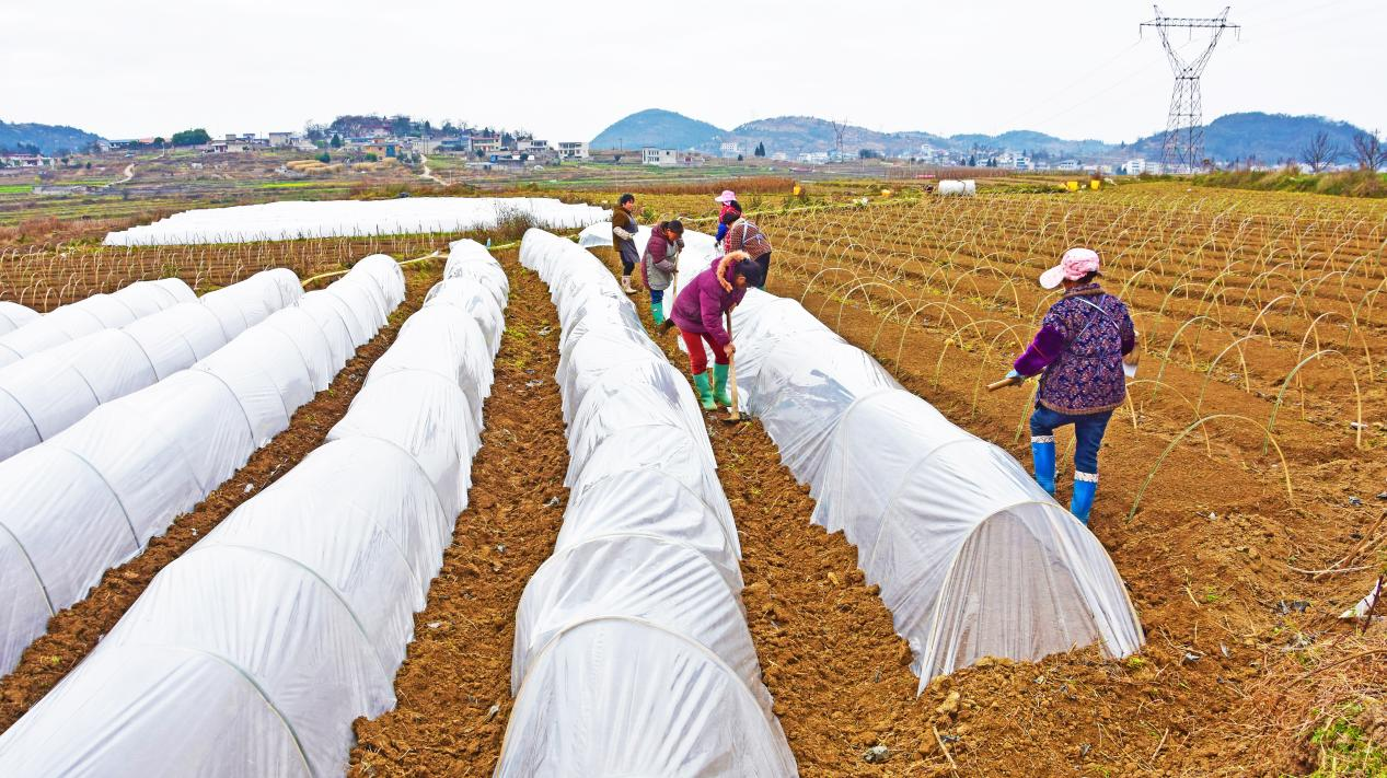 “冬閑”變“冬忙” 人勤產業旺。