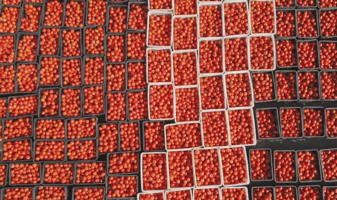 “十四五”農業農村發展“西秀答卷”。