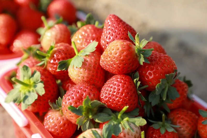 1、 新鮮草莓 。