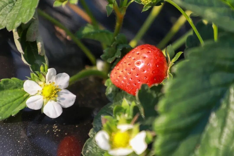 3、 長勢喜人的草莓。