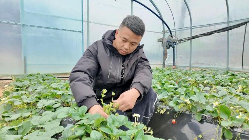 4、 韓金玲查看草莓長勢。