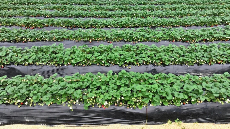 5、 草莓園里,草莓一排排整齊培育。