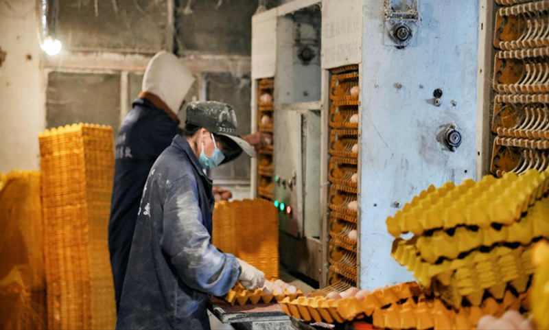 工人正在分揀雞蛋。