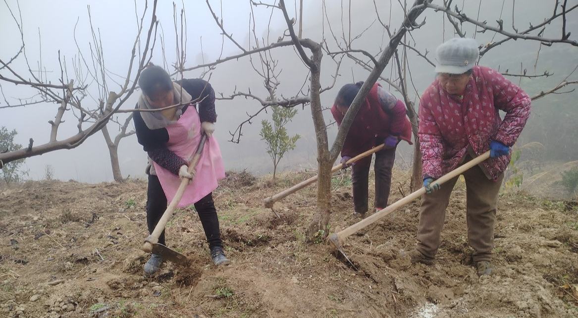 貴州沿河黑水鎮：一片果園帶富一方百姓