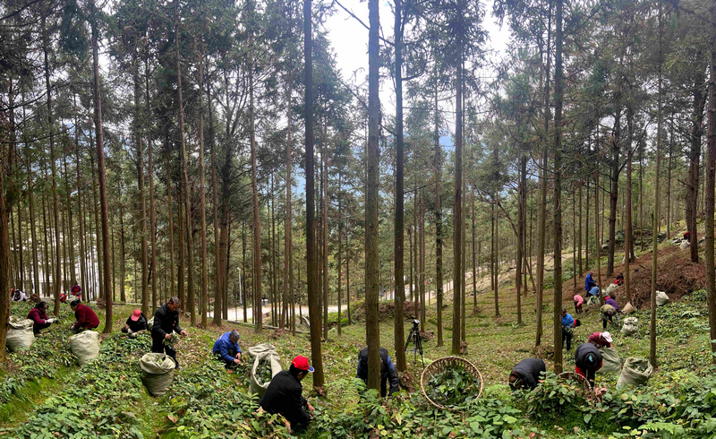 采收時節的三岔河鎮淫羊藿種植基地。任思宇攝