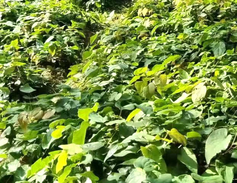 三岔河鎮栽種的淫羊藿。任思宇攝