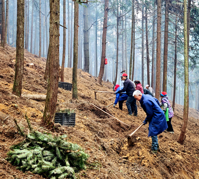群眾在淫羊藿基地務工，翻耕林地。任思宇攝