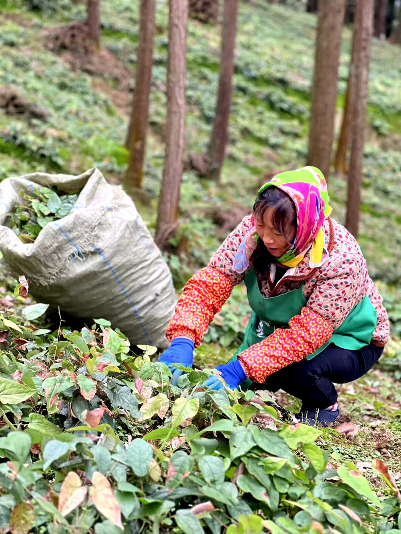群眾在采收淫羊藿。任思宇攝