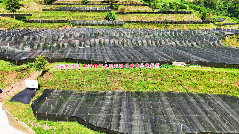 劍河縣道地中藥材產業集群項目種苗示范基地。劍河縣融媒體中心供圖