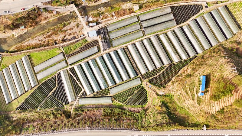 在鉤藤種苗繁育基地，工人們正在修剪鉤藤苗。