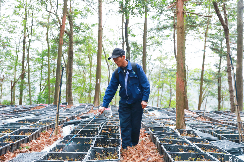 在劍河縣久仰鎮九丟村金線蓮種植基地。村民在為金線蓮苗噴灑營養液。劉夢攝