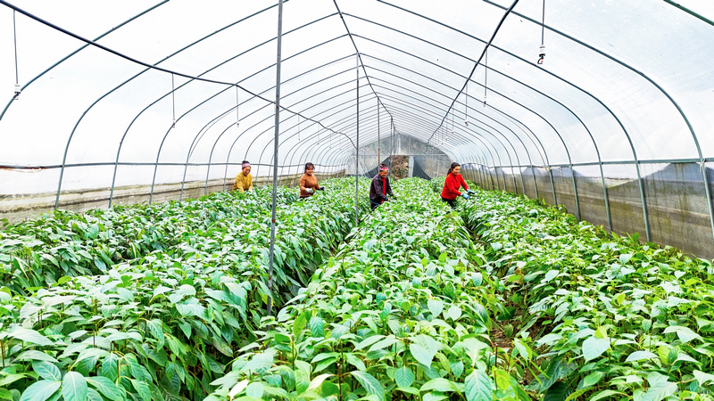 在鉤藤種苗繁育基地，工人們正在修剪鉤藤苗。吳麟欽攝
