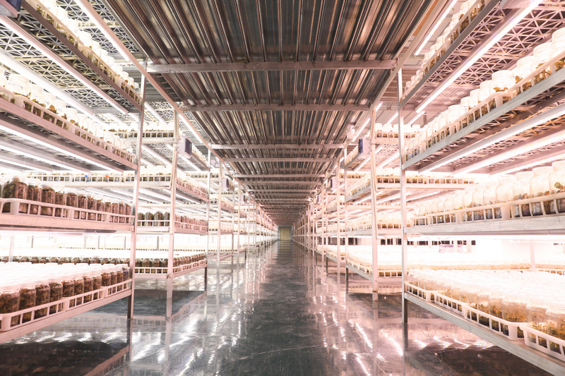 貴州金草藥業有限公司的幼苗組培室。楊潔茹攝