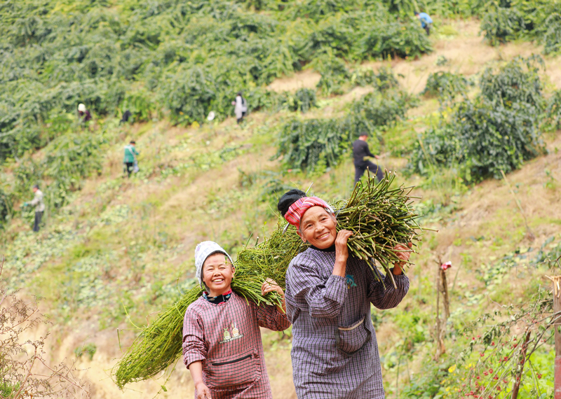 在省劍河縣革東鎮光條村，農戶在搬運鉤藤。劍河縣融媒體中心供圖