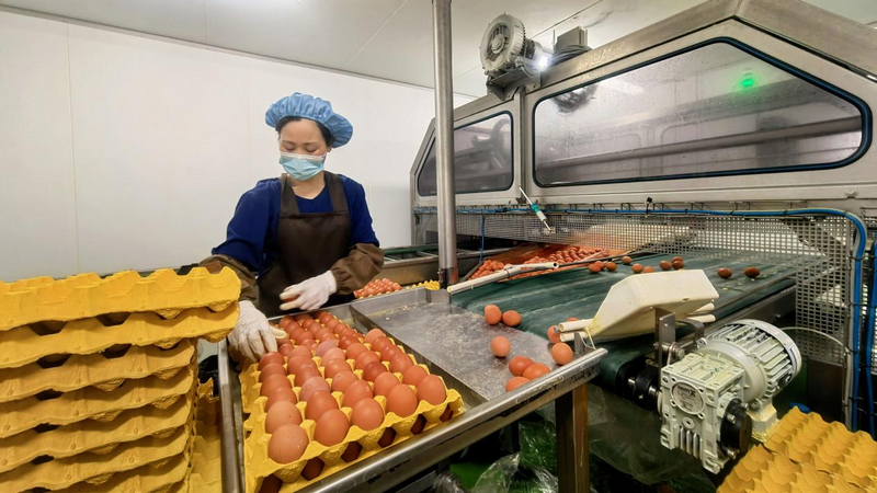 貴州銅仁：一枚雞蛋串起全產(chǎn)業(yè)鏈 家門(mén)口就業(yè)圓了富民夢(mèng)。