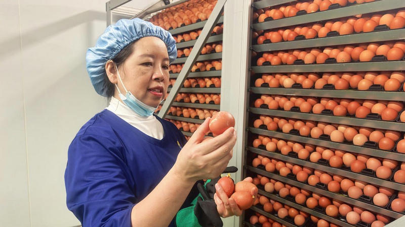 貴州銅仁：一枚雞蛋串起全產(chǎn)業(yè)鏈 家門(mén)口就業(yè)圓了富民夢(mèng)。