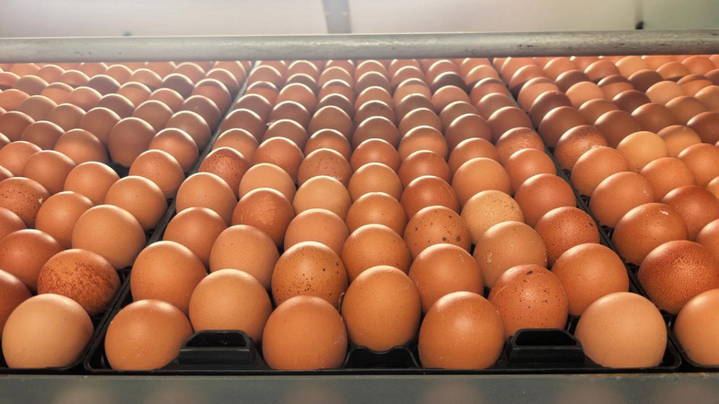 貴州銅仁：一枚雞蛋串起全產(chǎn)業(yè)鏈 家門(mén)口就業(yè)圓了富民夢(mèng)。