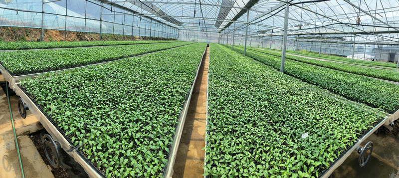 貴州省凱里市爐山鎮甘壩村育苗基地是當地最大的酸湯原材料種植育苗基地之一,圖文2025年育苗基地培育的辣椒苗。(楊序成 攝