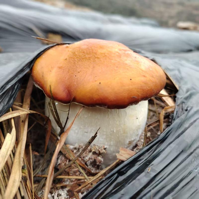 赤松茸破土而出。王斌 攝