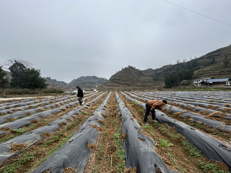 農戶們在田間地頭勞作。王斌攝