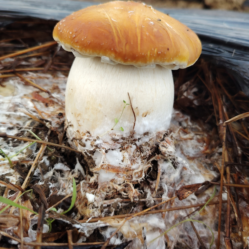 赤松茸破土而出。王斌攝