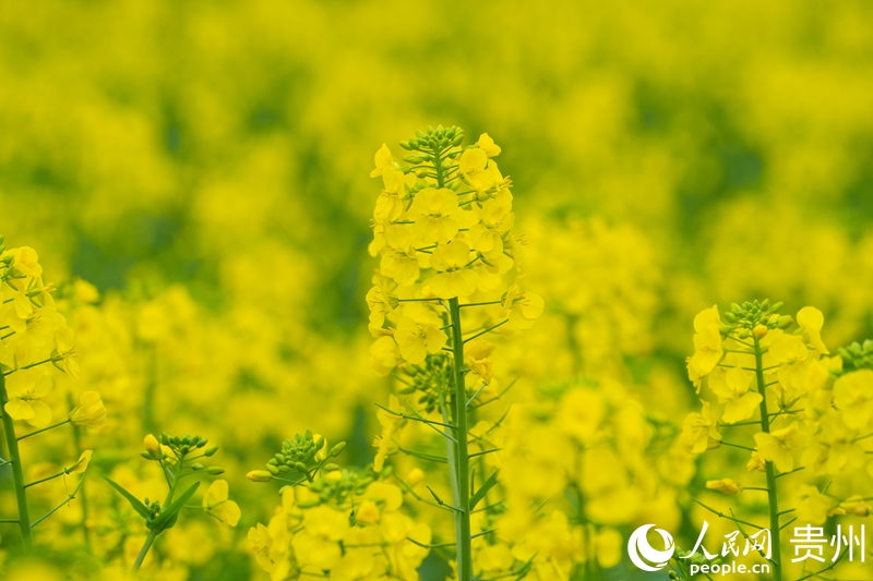 6000余畝油菜花海綻放。人民網(wǎng) 陽(yáng)茜攝.jpg
