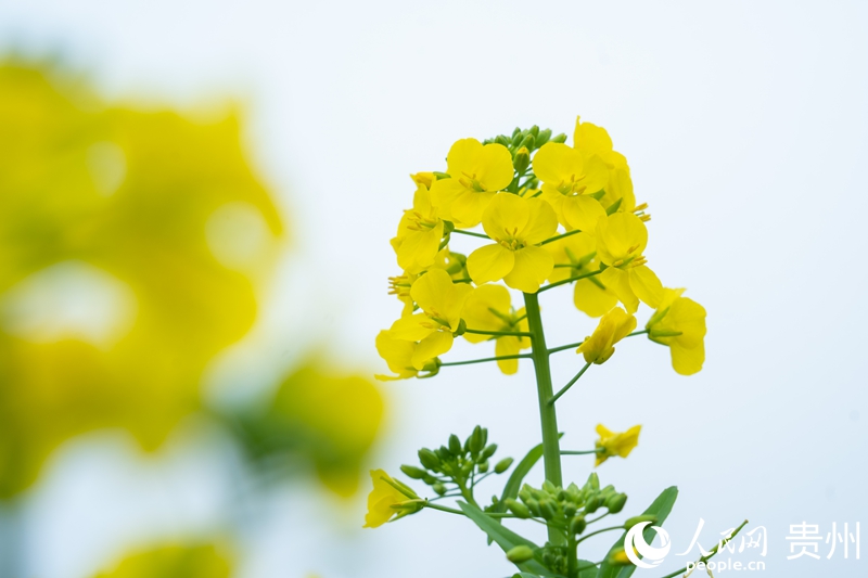 油菜花開(kāi)。人民網(wǎng) 陽(yáng)茜攝.jpg