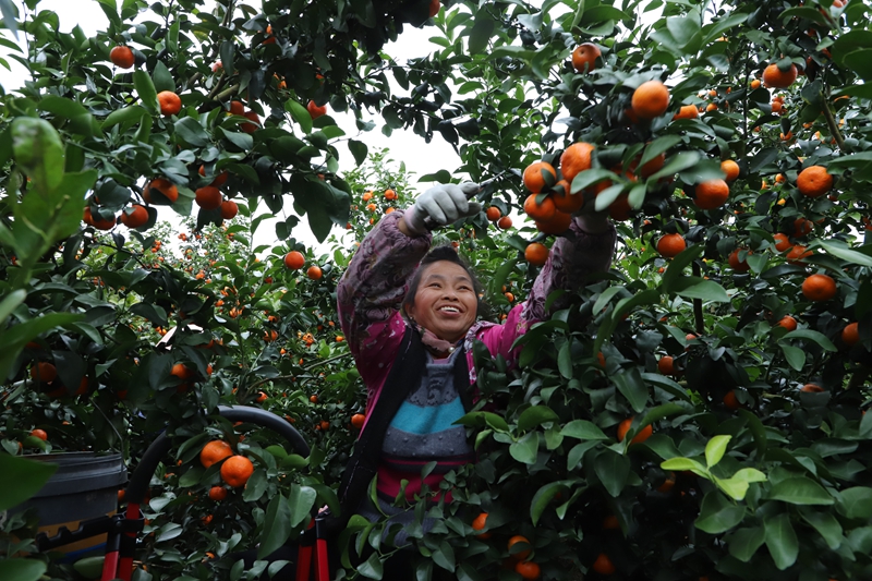 砂糖橘掛滿枝頭，群眾喜豐收。