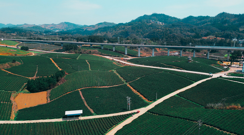 甲良梅桃村茶園。