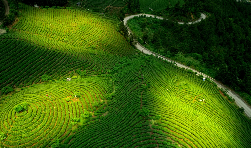 茶農采茶拍攝于科委茶場，侯星明攝