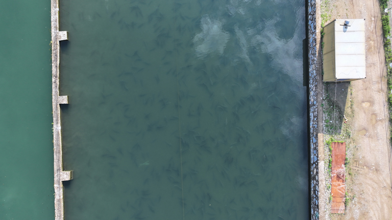 施秉縣城關鎮高寨榜鱘魚養殖基地的鱘魚。
