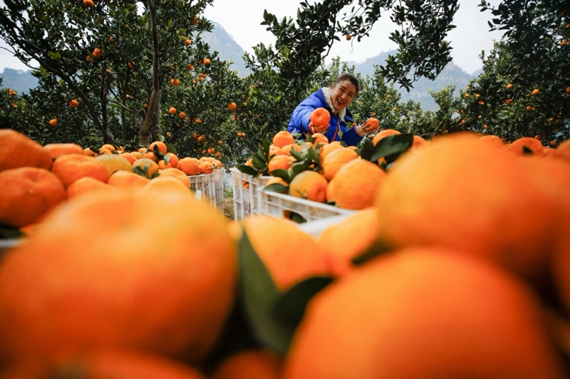 生機鎮慶坪村柑橘種植基地 累累碩果掛滿枝頭 周禹杉 攝 (5).JPG